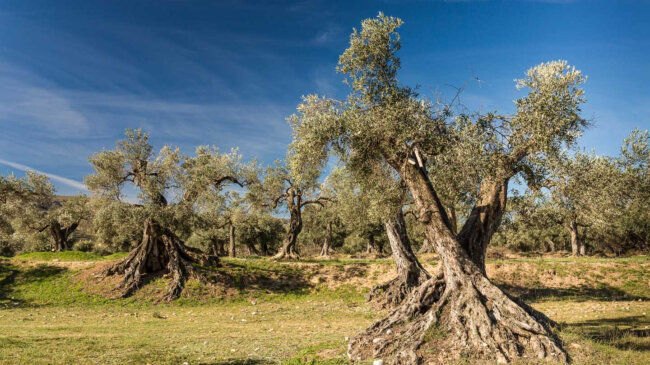 SOS Rural denuncia la eliminación masiva de cultivos para instalar placas solares sin control