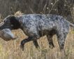 El PSOE desoye a sus socios y pide excluir a los perros de caza de la ley de bienestar animal