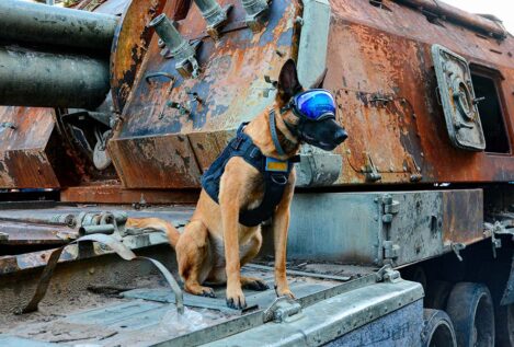La Unidad Canina de Castellón viaja a Ucrania para formar a perros de rescate