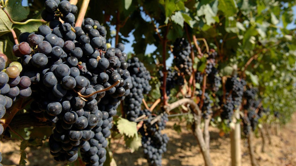 Vinos de maceración carbónica y algunas destacadas referencias