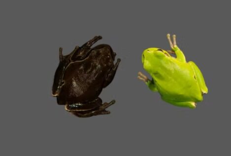 Las ranas negras de Chernóbil nos muestran la evolución en tiempo real