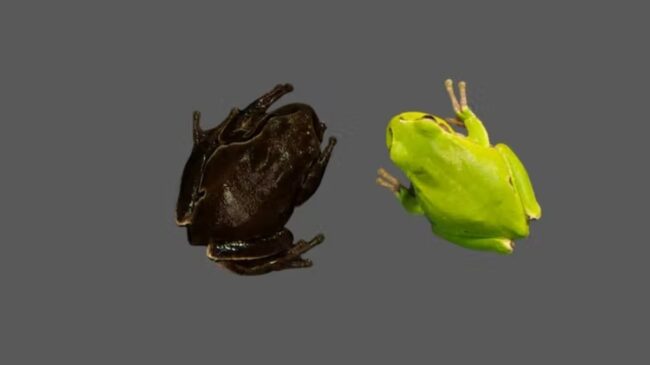 Las ranas negras de Chernóbil nos muestran la evolución en tiempo real