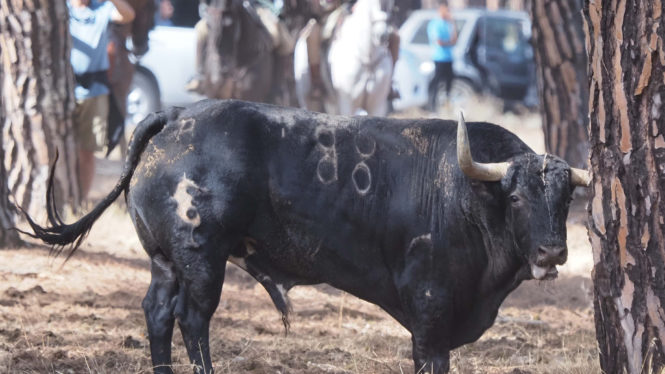 El Toro de la Vega, en imágenes
