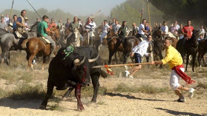La Fiscalía no ve delito en el Torneo del Toro de la Vega y archiva la investigación