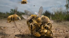 (FOTOGALERÍA) Una bola de abejas gigante, el premio a la mejor fotografía de naturaleza del mundo