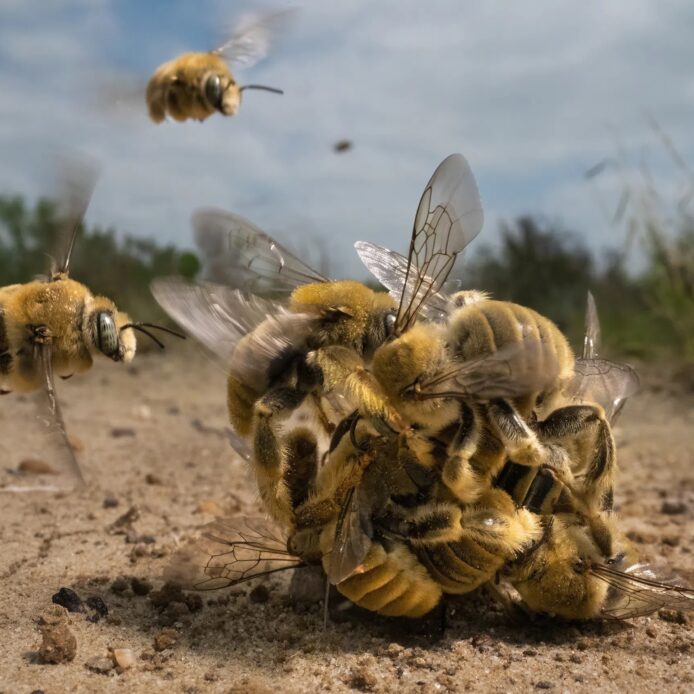 (FOTOGALERÍA) Una bola de abejas gigante, el premio a la mejor fotografía de naturaleza del mundo