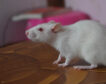 Implantan células del cerebro humano en ratas y logran influir en su comportamiento