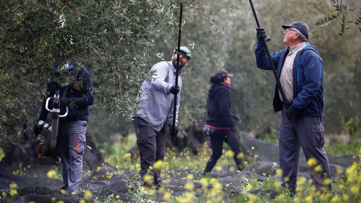 La competencia de Grecia y Túnez pone en jaque la exportación de aceite de oliva español