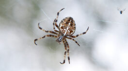 Por qué deberíamos querer más a las arañas