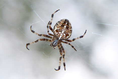 Por qué deberíamos querer más a las arañas