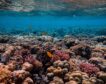 La mitad de los arrecifes de coral del mundo estarán en malas condiciones en 2035