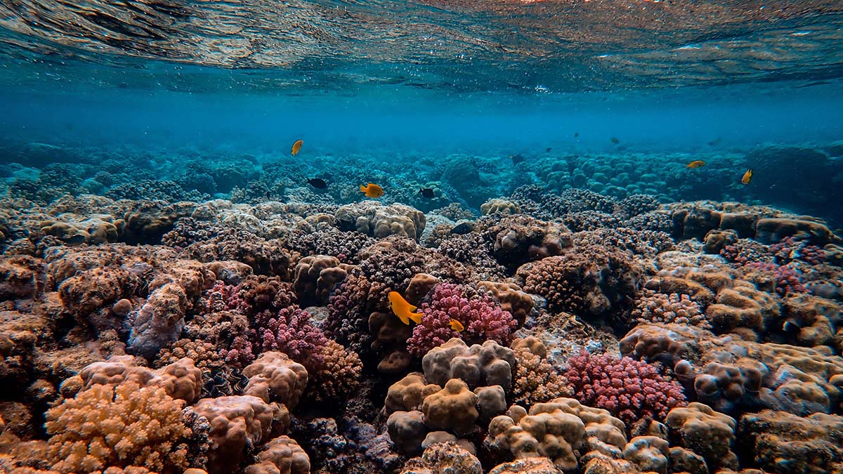 La mitad de los arrecifes de coral del mundo estarán en malas condiciones en 2035