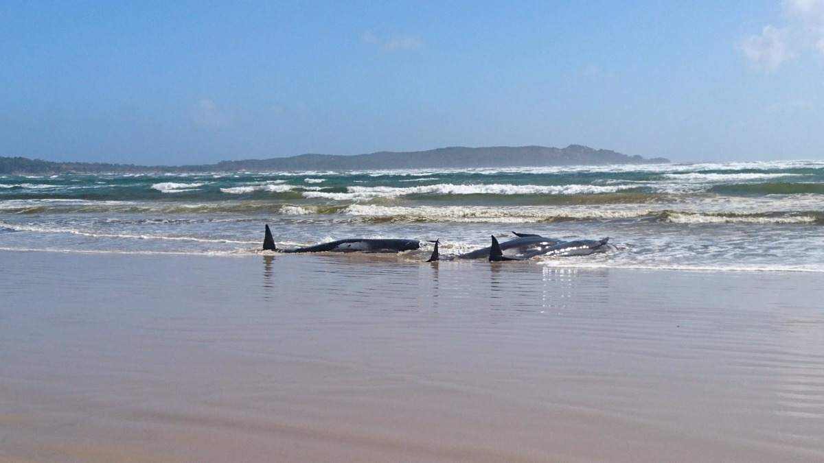 Mueren 250 ballenas tras encallar en una playa de Nueva Zelanda