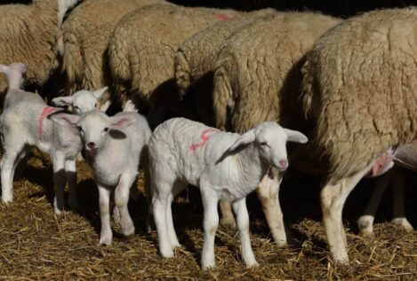 La reaparición de la viruela ovina en España pone en riesgo la exportación de corderos