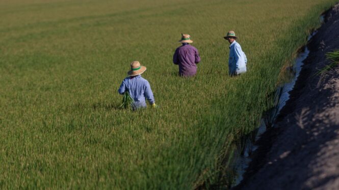 La sequía reduce el cultivo de arroz hasta un 70% en España: «Va a faltar en toda Europa»