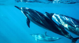 Los delfines no sufren daños cerebrales al nadar por una red que protege su cerebro