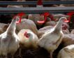 Detectado en Guadalajara el primer caso en España de gripe aviar en humanos