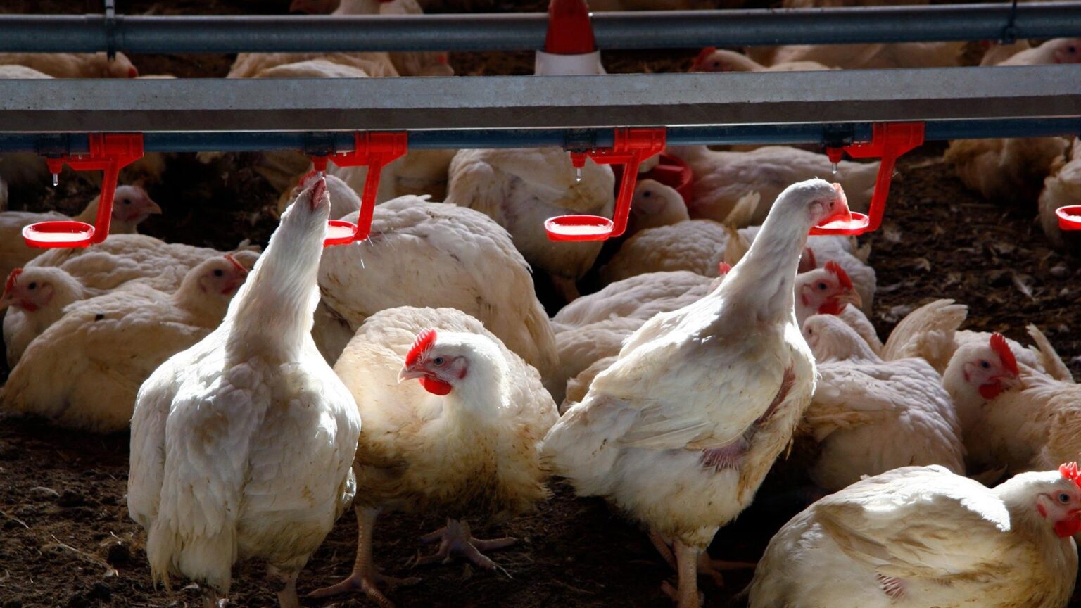 Detectado en Guadalajara el primer caso en España de gripe aviar en humanos