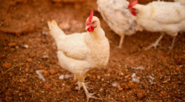 Europa sufre la mayor epidemia de gripe aviar de la historia
