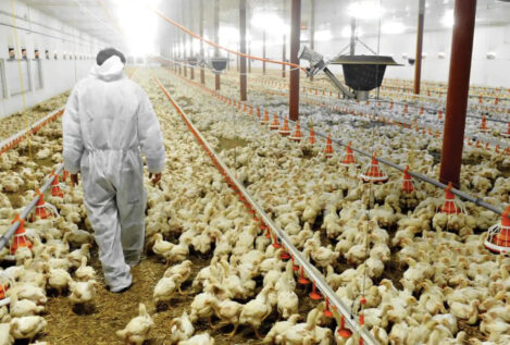 La inflación asfixia a las granjas de pollos: «Hay un enorme riesgo de desabastecimiento»