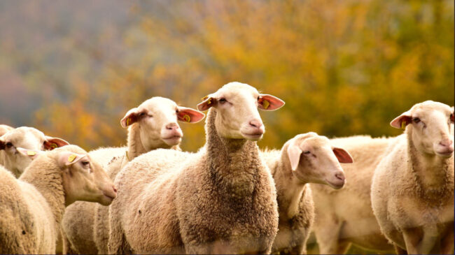 La viruela ovina y caprina regresa a España cinco décadas después de su erradicación