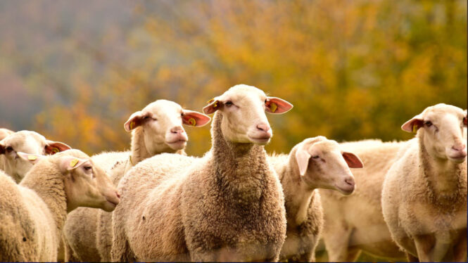 La viruela ovina y caprina regresa a España cinco décadas después de su erradicación