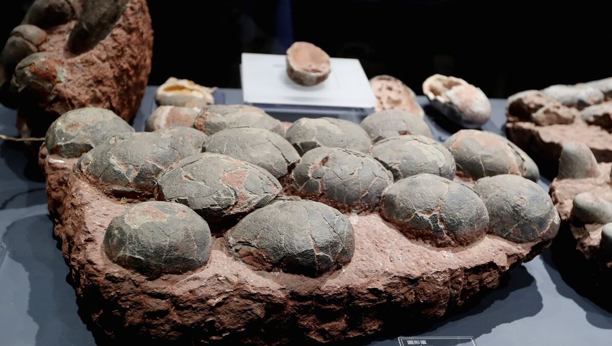 China descubre nuevos huevos de dinosaurio con más de 80 millones de años de antigüedad