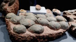 China descubre nuevos huevos de dinosaurio con más de 80 millones de años de antigüedad