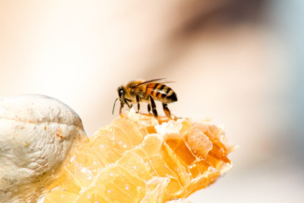 La miel nos puede ayudar a adelgazar. Unsplash