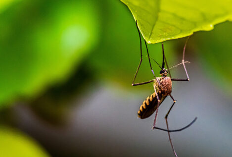 El dengue y el zika alteran el olor de sus huéspedes para atraer a los mosquitos