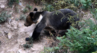 Aparece un oso por las calles de Ponferrada