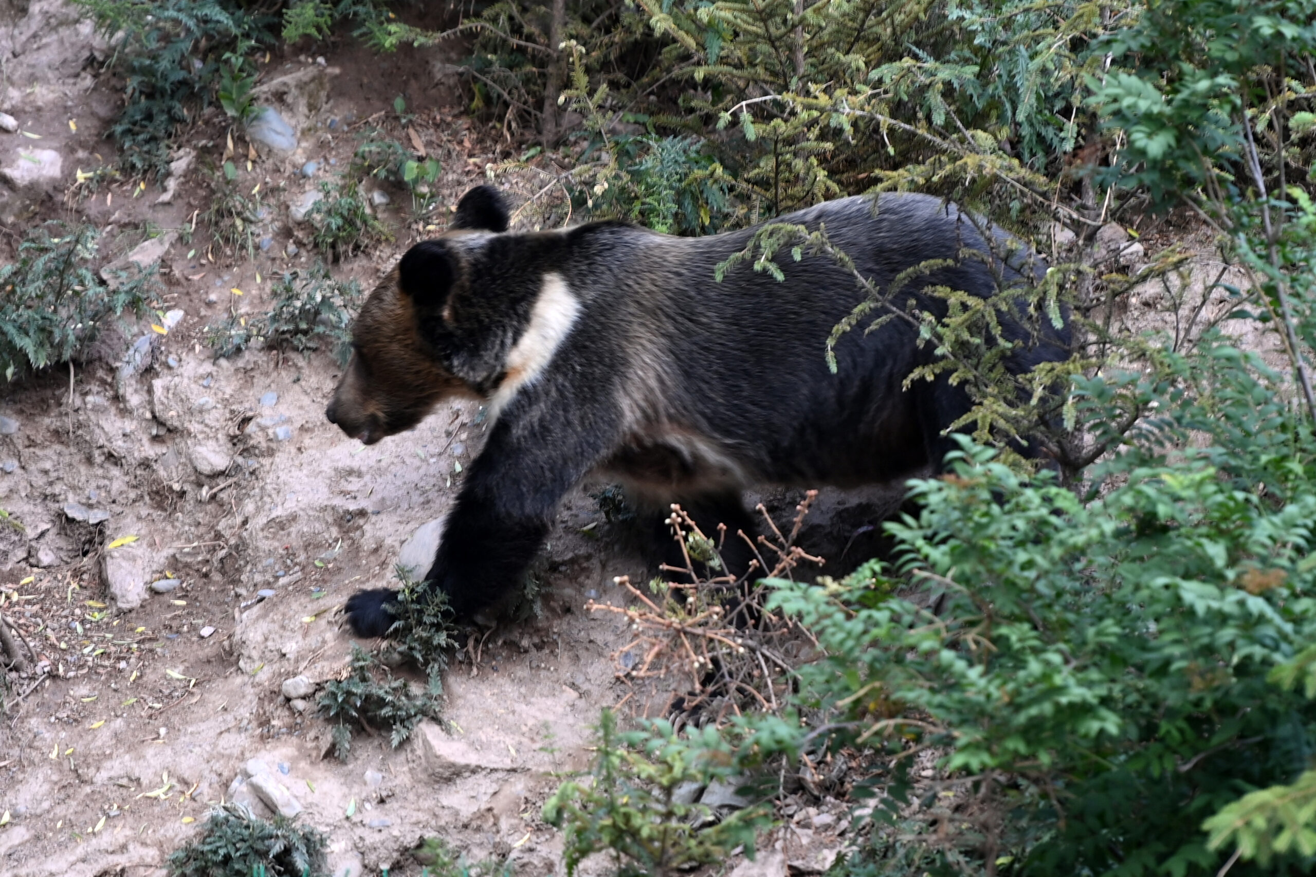 Aparece un oso por las calles de Ponferrada