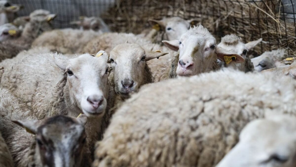 Nueva Zelanda propone ser el primer país en exigir un impuesto por los eructos y gases de vacas y ovejas por la «crisis climática»