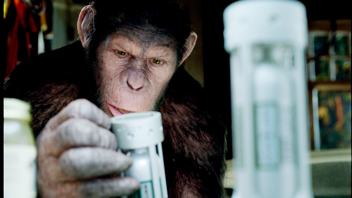 ¿Sería posible mejorar las capacidades cognitivas de los chimpancés para que hablen?
