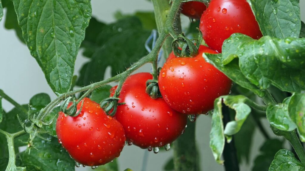 Menos producción de tomate ayuda a que el producto concentre mejor el sabor. 