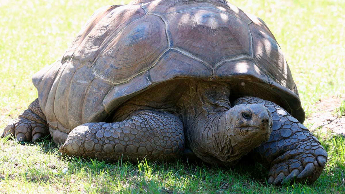 Publican una secuencia genómica de alta calidad de la tortuga gigante de Seychelles