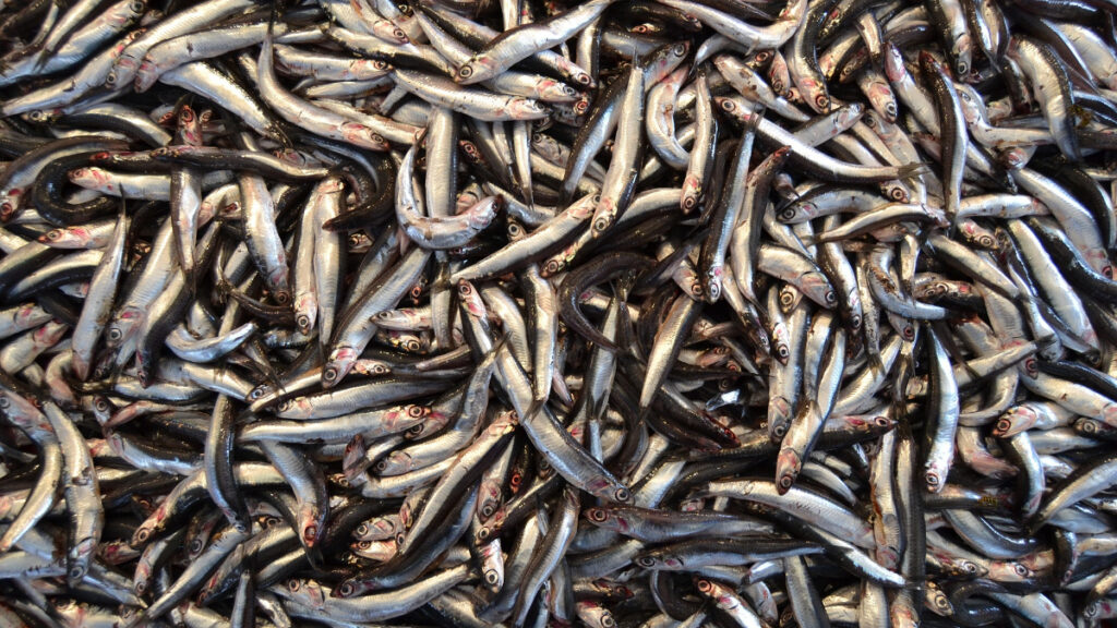 Boquerones (anchoas) acumuladas
