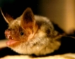 Una investigación descubre nuevas variantes de coronavirus en murciélagos de España