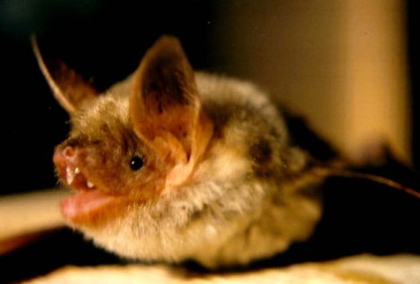 Una investigación descubre nuevas variantes de coronavirus en murciélagos de España
