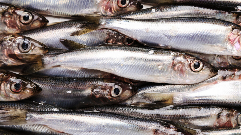 Un primer plano de varias sardinas