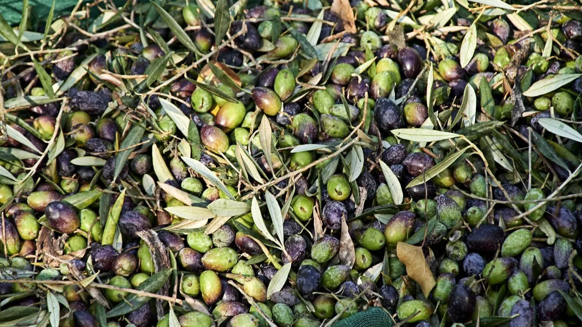 La aceituna y el cereal de invierno, los únicos beneficiados del paso de la DANA por Granada