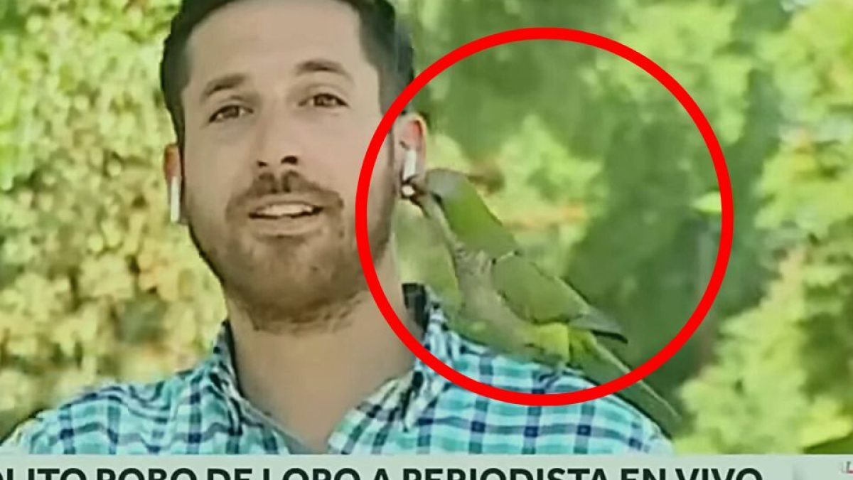 (VÍDEO) El momento viral en el que una cotorra argentina roba el auricular a un periodista en pleno directo