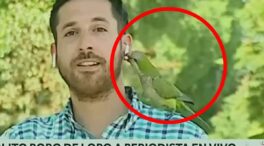 (VÍDEO) El momento viral en el que una cotorra argentina roba el auricular a un periodista en pleno directo