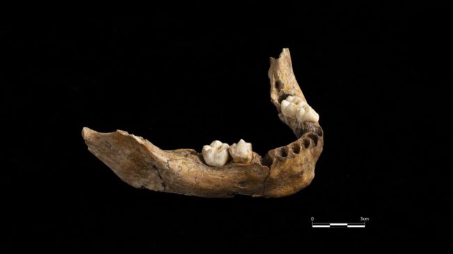 Hallan una mandíbula humana de hace 15.000 años en Vimbodí i Poblet (Tarragona)