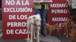 Podemos vuelve a criticar al PSOE por la exclusión de los perros de caza de la 'ley animal'