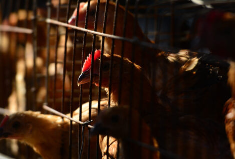 La OMS confirma un segundo caso de gripe aviar en humanos en España