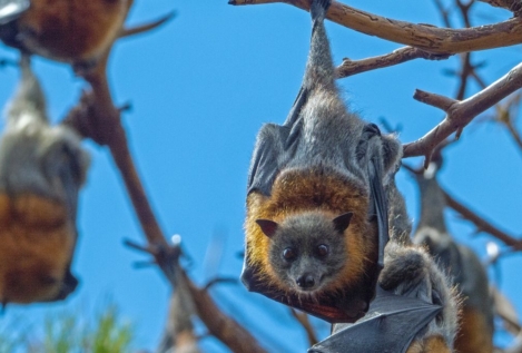 Descubren por qué los murciélagos apenas padecen cáncer