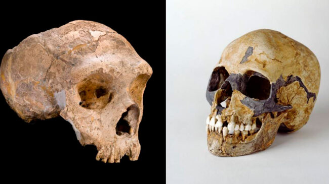 ¿Fue el sexo la causa de la extinción de los neandertales?