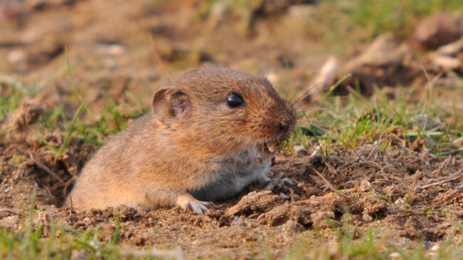 Descubierto un roedor que acompañó a los primeros pobladores de Europa