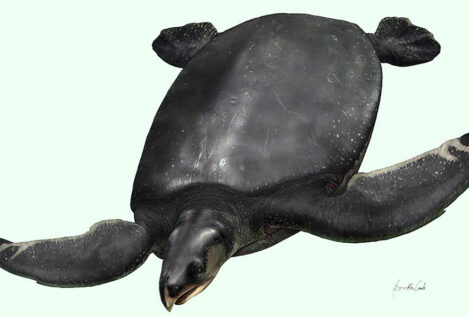 Los restos de la gigantesca 'tortuga leviatán' son descubiertos en los Pirineos